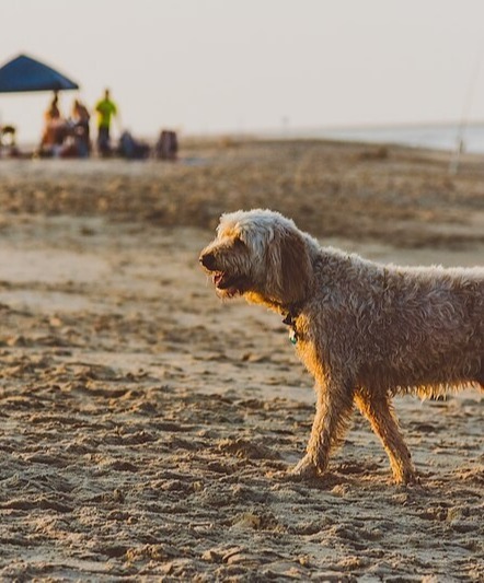 johnell-pannell-r3wiqyh0irc-unsplash